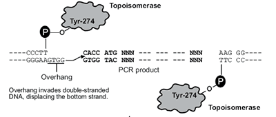 BxSeqTools Ultimate Molecular Cloning Guides - Directional TOPO Cloning