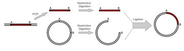 BxSeqTools Ultimate Molecular Cloning Guides - PCR Cloning