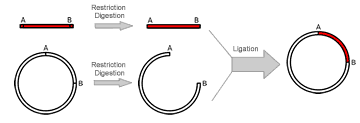 BxSeqTools Ultimate Molecular Cloning Guides - Subcloning